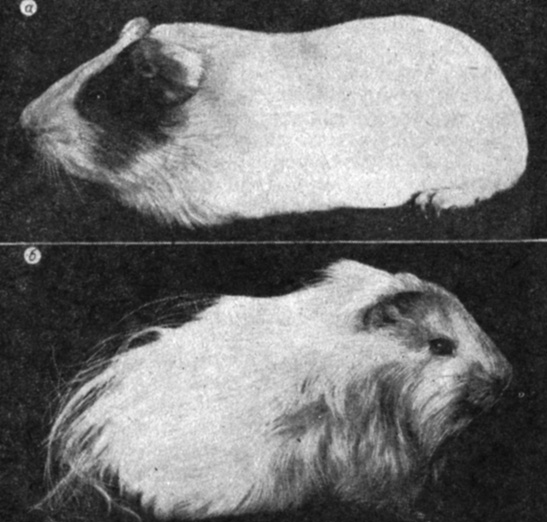 Рис. 6. Влияние мивала на рост шерсти морских свинок, а - контрольное животное; б - свинка, получившая с кормом мивал