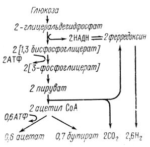 Рис. 8. Схема метаболизма при образовании водорода клетками Clostridium [164]