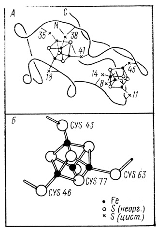 Рис. 13. Структура ферредоксина из Р. aerogenes (А) и негеминового кластера белка Chromatium (Б) по данным рентгеноструктурного анализа