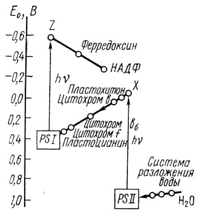 Рис. 28. Схема электронотранспортных процессов в фотосинтезе