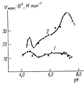 Рис. 41. Влияние pH на максимальную скорость фотовосстановления феррицианида калия: 1 - 'насыщающая' интенсивность света; 2 - интенсивность света в 40 раз меньшая; 0,6 мМ K3Fe(CN)6; 10 мМ МЭС; 10 мМ трицин; 0,4 М сахароза, 10 мМ NaCl, 25°С
