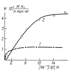 Рис. 68. Зависимость скорости образования водорода гидрогеназой Т. roseopersicina от концентрации субстрата: 1 - исходный фермент; 2 - фермент, иммобилизованный в матрицу полипропаргидрипиридина-TCNQ; pH 7,8, 30°С, 0,35 М фосфата калия